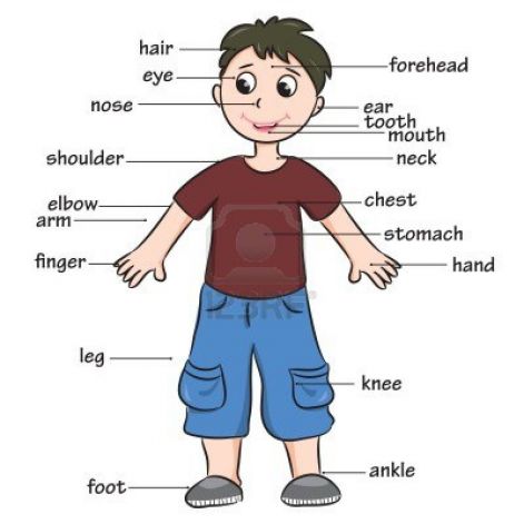 15354745-cartoon-child-vocabulary-of-body-parts.jpg